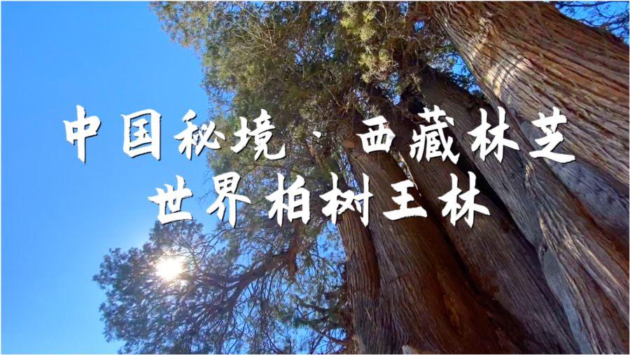 破碎的动物图形2
